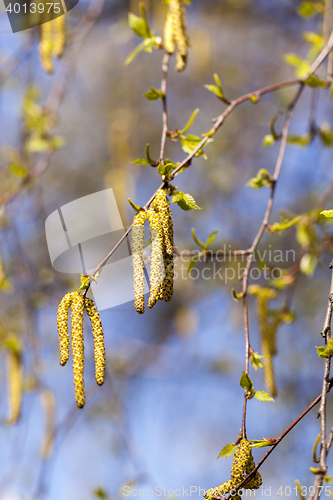 Image of trees in the spring