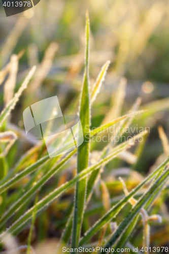 Image of young grass plants, close-up