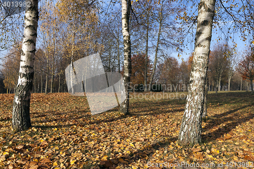 Image of birch trees in autumn