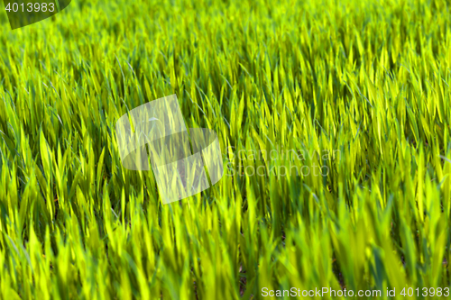 Image of green wheat, close-up