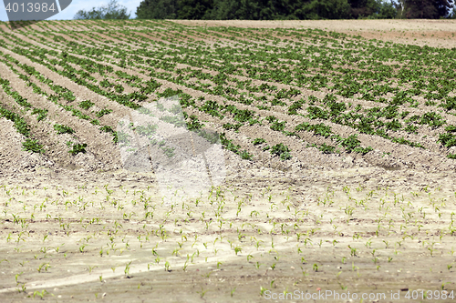 Image of potato field, spring