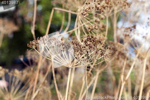 Image of Brown stalk of fennel