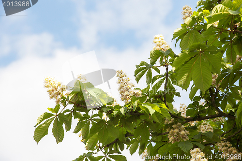 Image of blooming chestnut tree