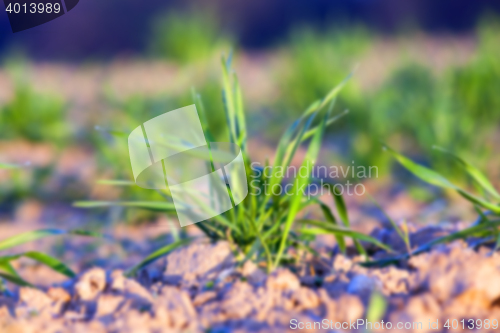 Image of green wheat, close-up