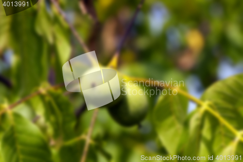 Image of unripe green walnuts