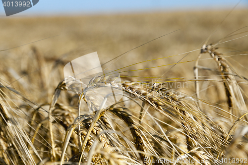 Image of ripe yellow cereals