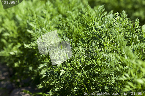 Image of Field with carrot