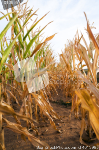 Image of Green immature corn