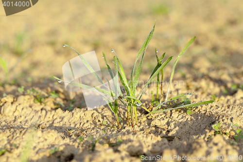 Image of young grass plants, close-up