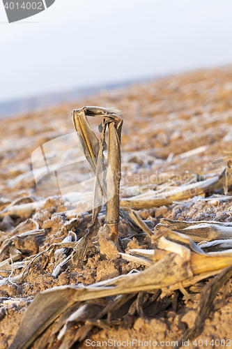 Image of plowed land, frost