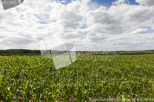 Image of corn field, summer