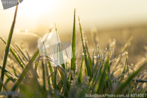 Image of young grass plants, close-up