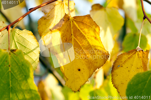 Image of autumn in the park