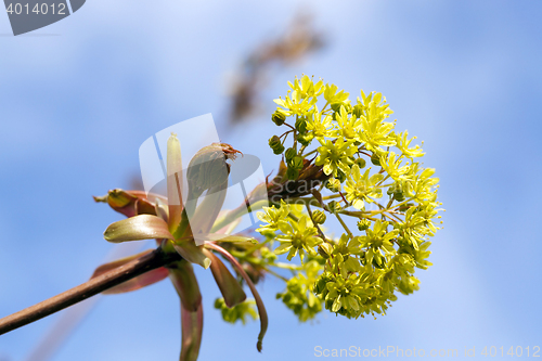 Image of trees in the spring