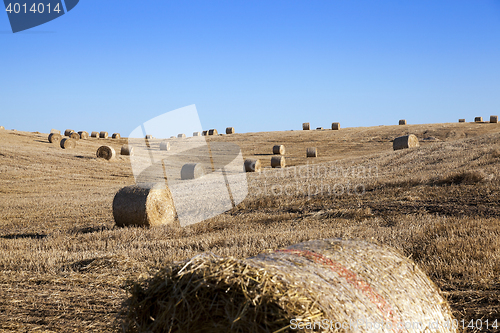 Image of haystacks in a field of straw