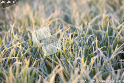 Image of wheat during frost