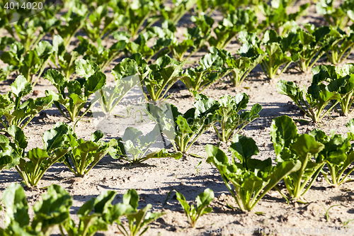 Image of field with beetroot