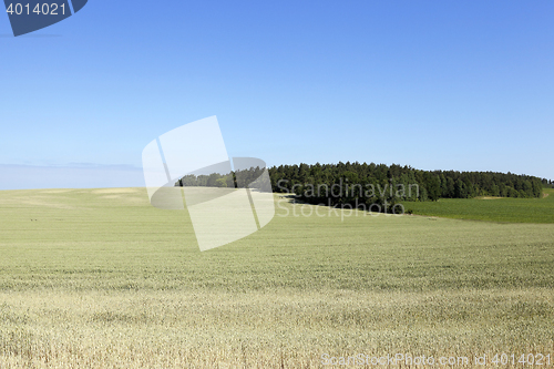 Image of Field of cereal in the summer