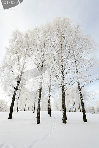 Image of trees in winter