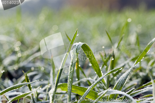 Image of young grass plants, close-up