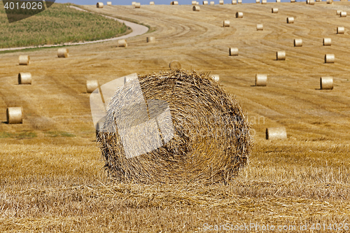 Image of haystacks in a field of straw