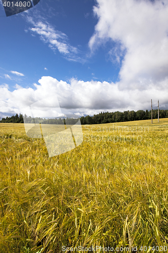 Image of agricultural field , sky.