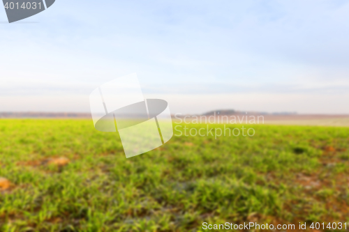 Image of young grass plants, close-up