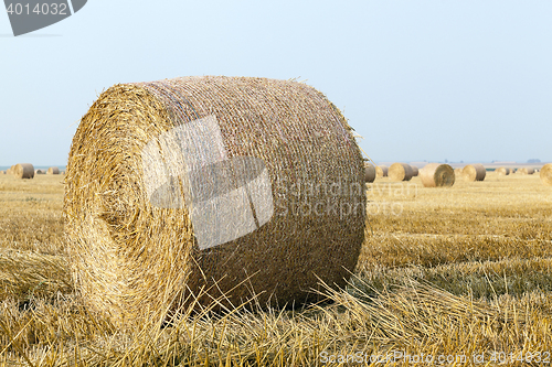 Image of haystacks in a field of straw