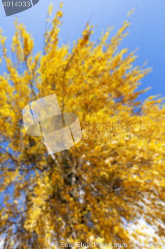 Image of birch tree in autumn