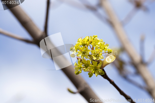 Image of flowering maple, close up