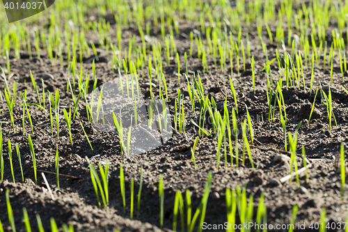 Image of young sprouts of wheat