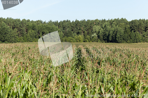 Image of corn field, agriculture