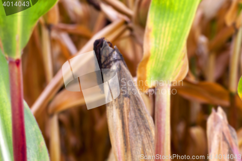 Image of mature corn crop