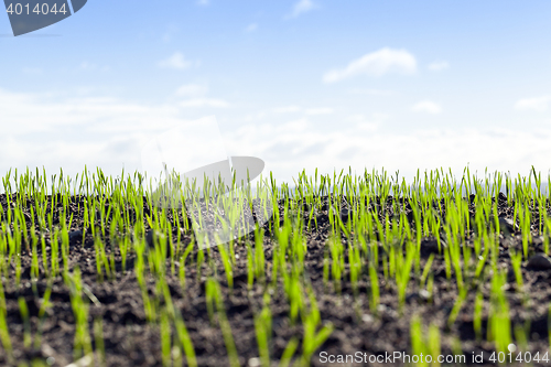 Image of young sprouts of wheat