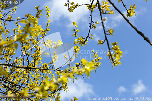 Image of trees in the spring