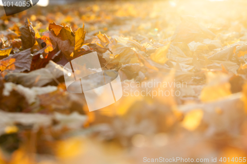 Image of autumn in the park