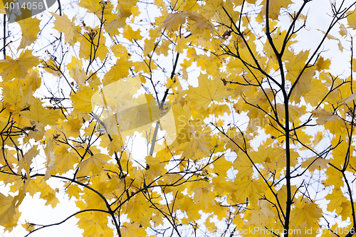 Image of autumn in the park