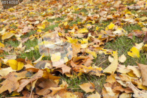 Image of Autumn Park, overcast