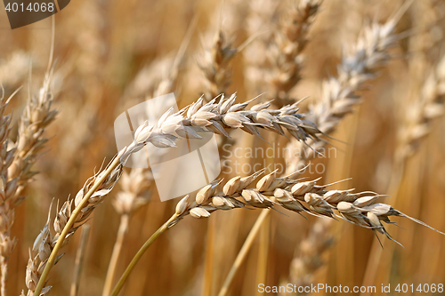 Image of Ears of Ripe Wheat