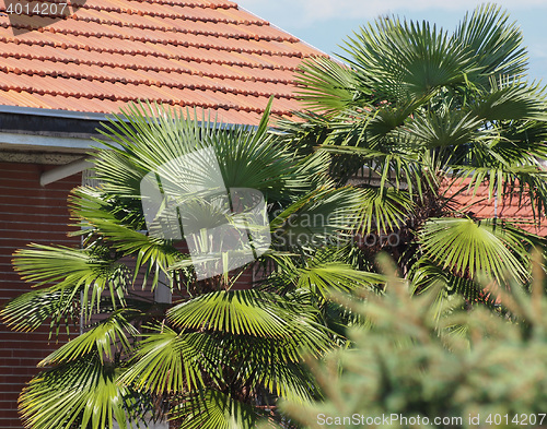 Image of Palm tree top