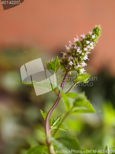 Image of Peppermint (Mentha piperita) plant