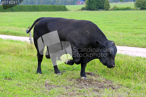 Image of Angry Bull Pawing on Field