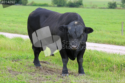 Image of Angry Black Bull