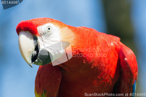 Image of Scarlet Macaw (Ara macao)