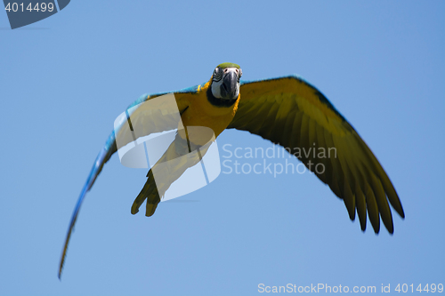 Image of Blue-and-Yellow Macaw (Ara ararauna)