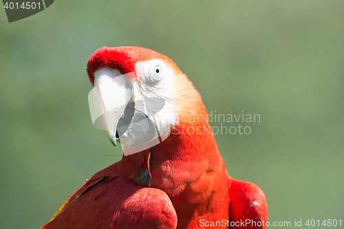 Image of Scarlet Macaw (Ara macao)