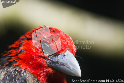 Image of Brown-Breasted Barbet (Lybius melanopterus)