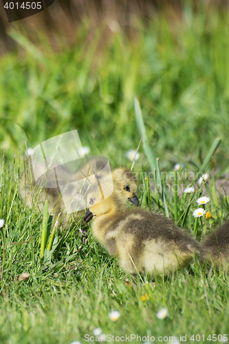 Image of Grey Goose Biddy