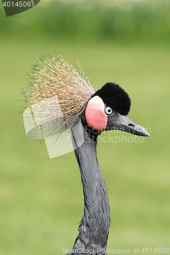 Image of Black Crowned Crane (Balearica pavonina)