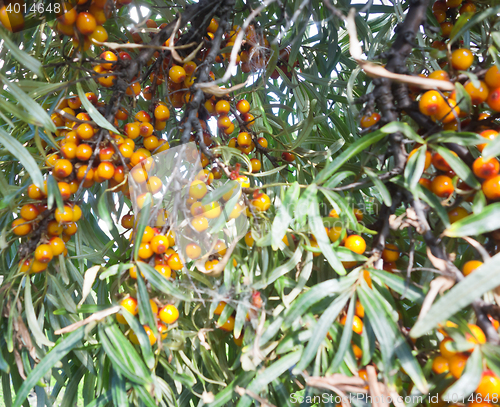 Image of sea buckthorn berry